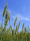 BLUE SKY AND WHEAT